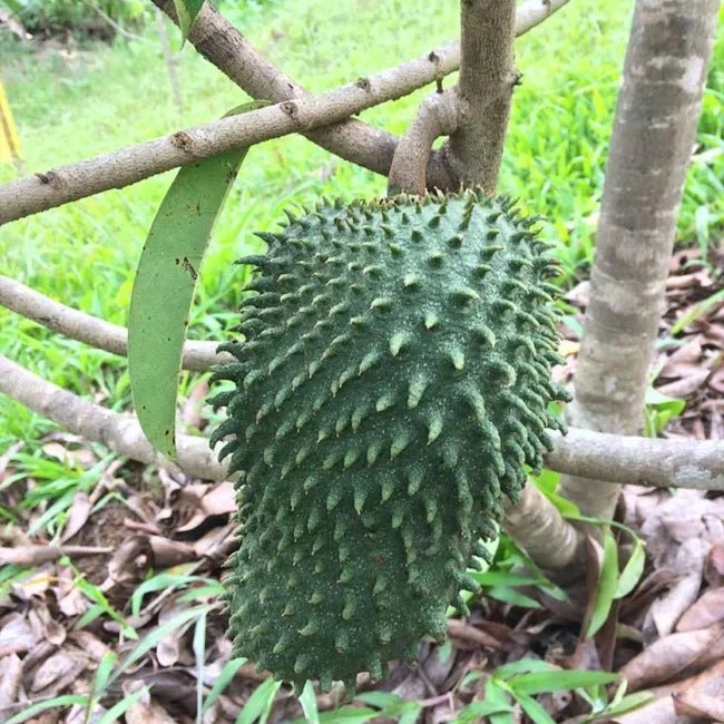 Soursop Diny - Ladybird Nursery