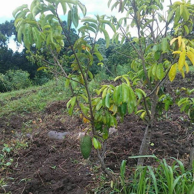 Soursop - Ladybird Nursery