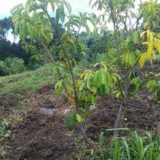 Soursop