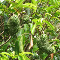 Soursop