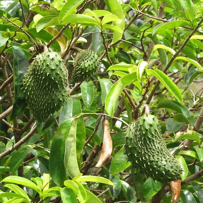 Soursop--Tall