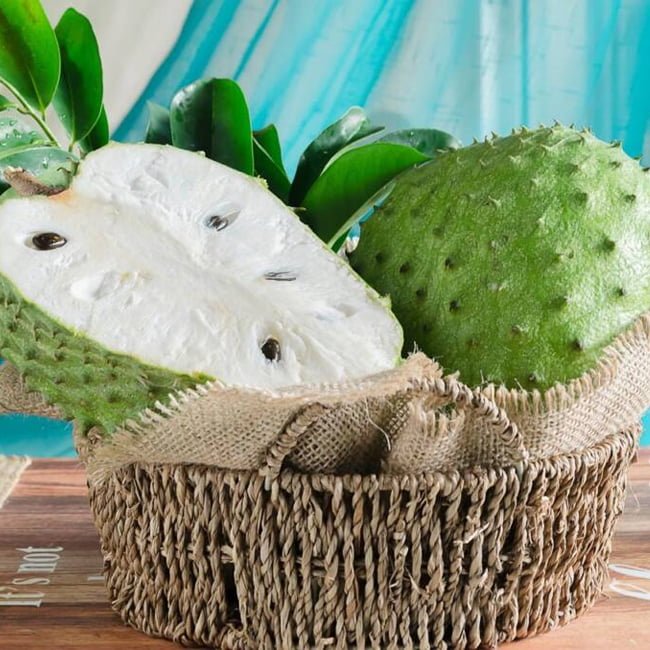 Soursop - Tall - Ladybird Nursery