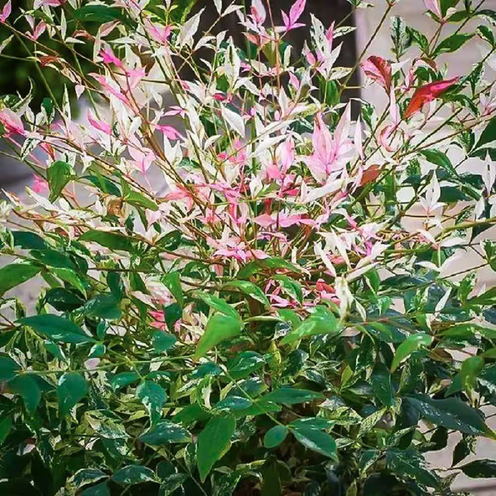Heavenly Bamboo Twilight (Nandina domestica)