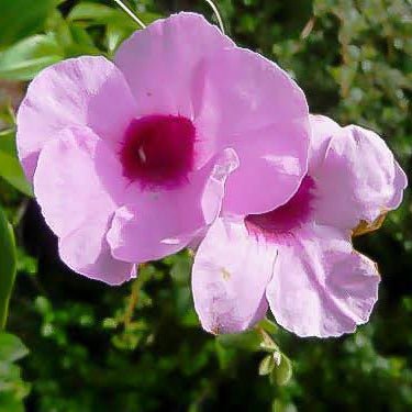 Southern Belle (Pandorea jasminoides) - Ladybird Nursery