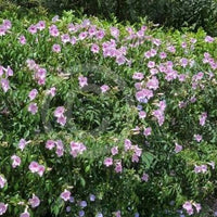 Southern Belle (Pandorea jasminoides) - Ladybird Nursery
