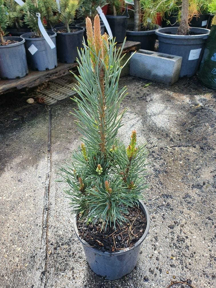 Scots Pine Spaans Slow Column (Pinus sylvestris) - Ladybird Nursery