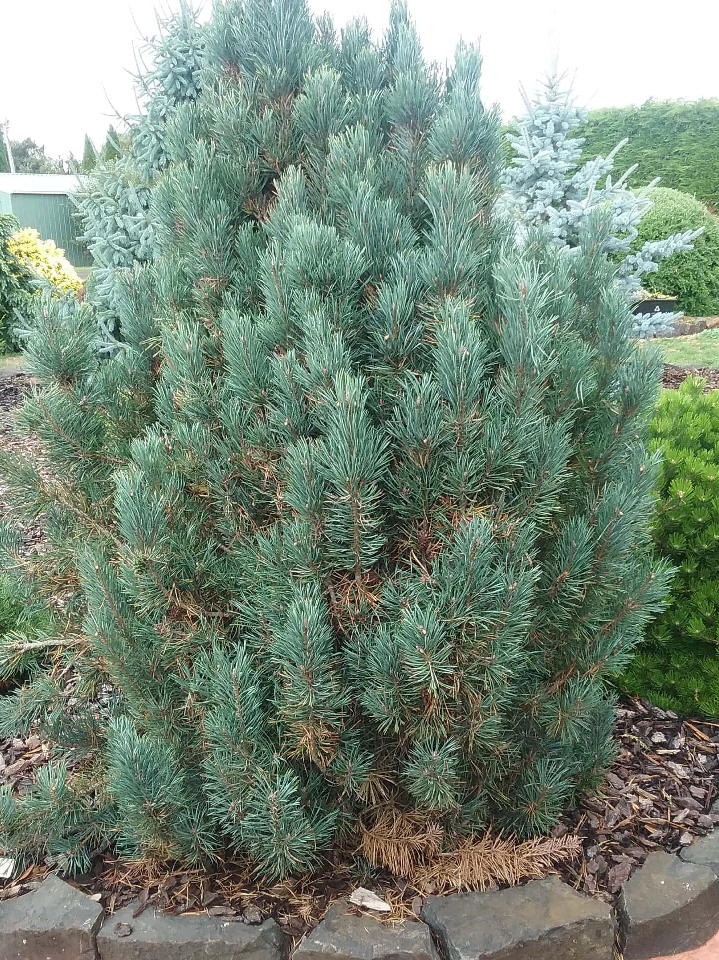Scots Pine Spaans Slow Column (Pinus sylvestris) - Ladybird Nursery