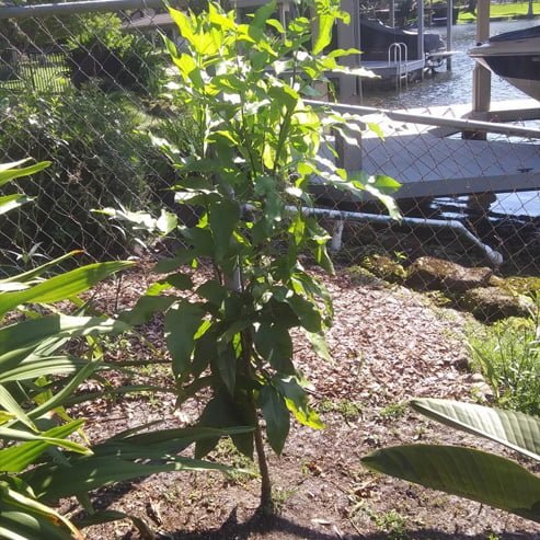 Spanish Lime Mamoncillo - Ladybird Nursery