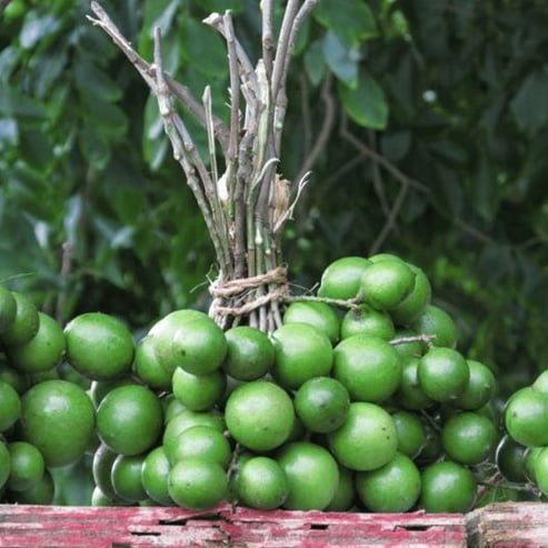 Spanish Lime Mamoncillo - Ladybird Nursery