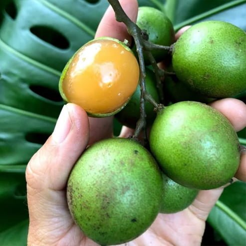 Spanish Lime Mamoncillo