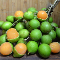 Spanish Lime Mamoncillo - Ladybird Nursery