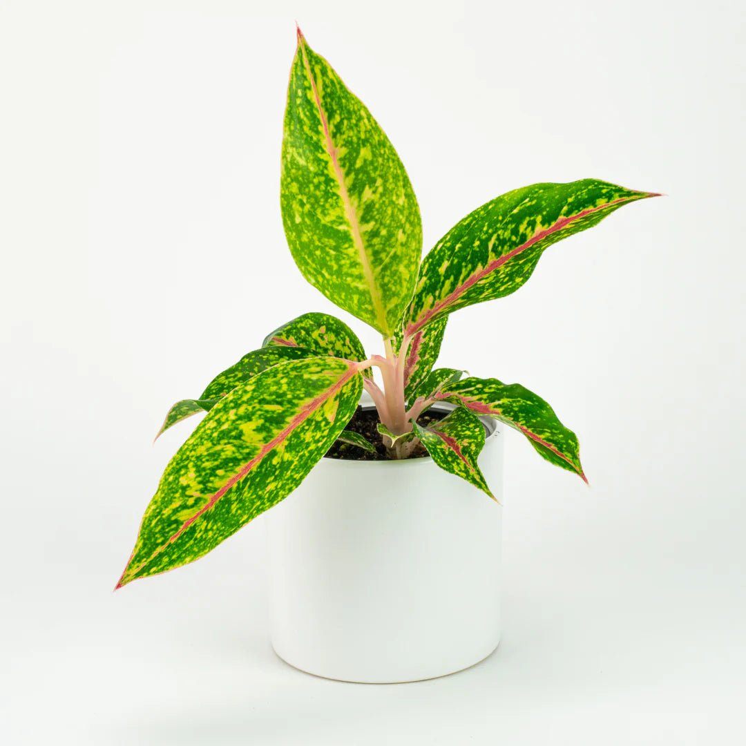 Aglaonema Night Sparkle - Ladybird Nursery