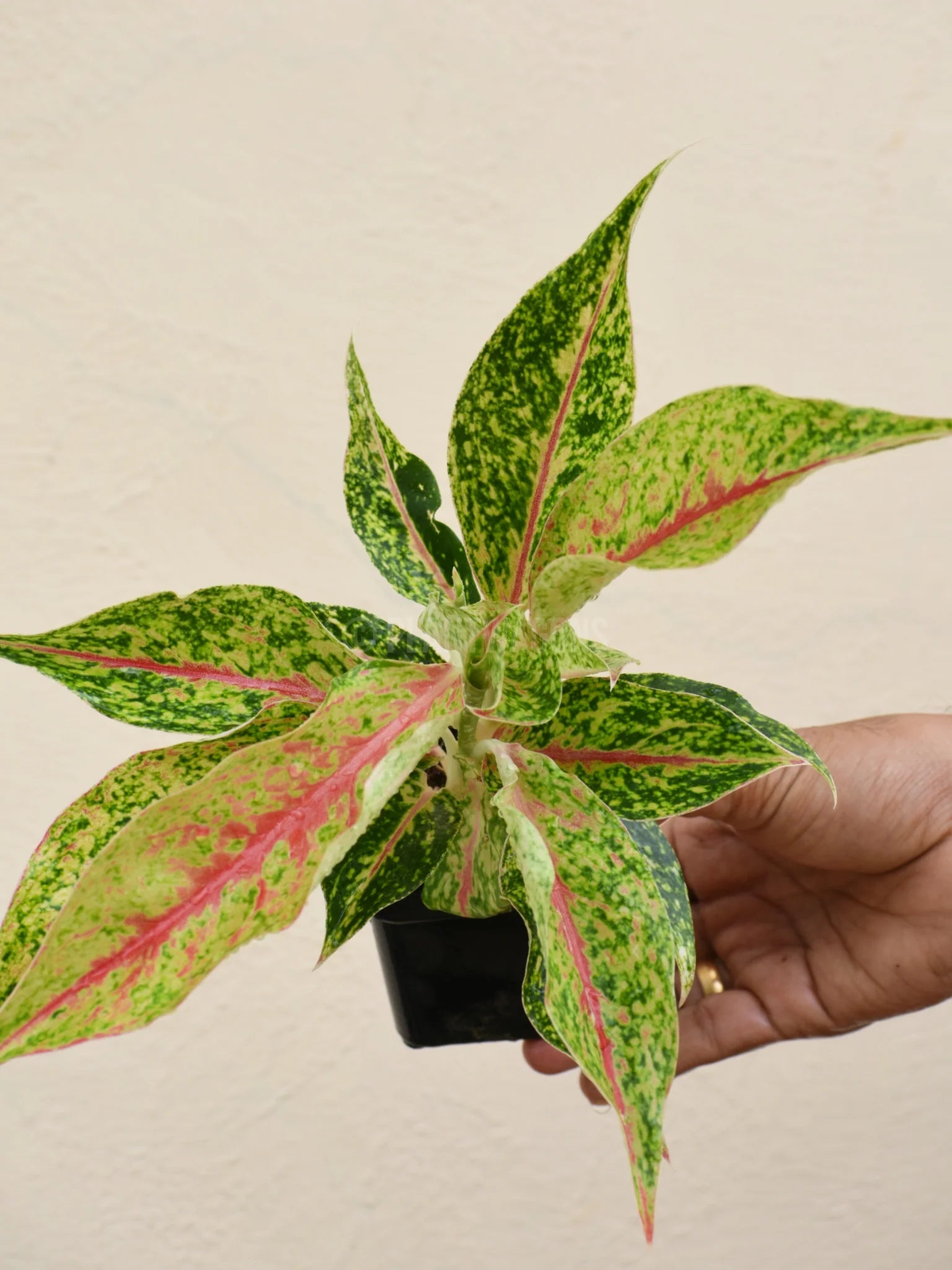 Aglaonema Night Sparkle - Ladybird Nursery