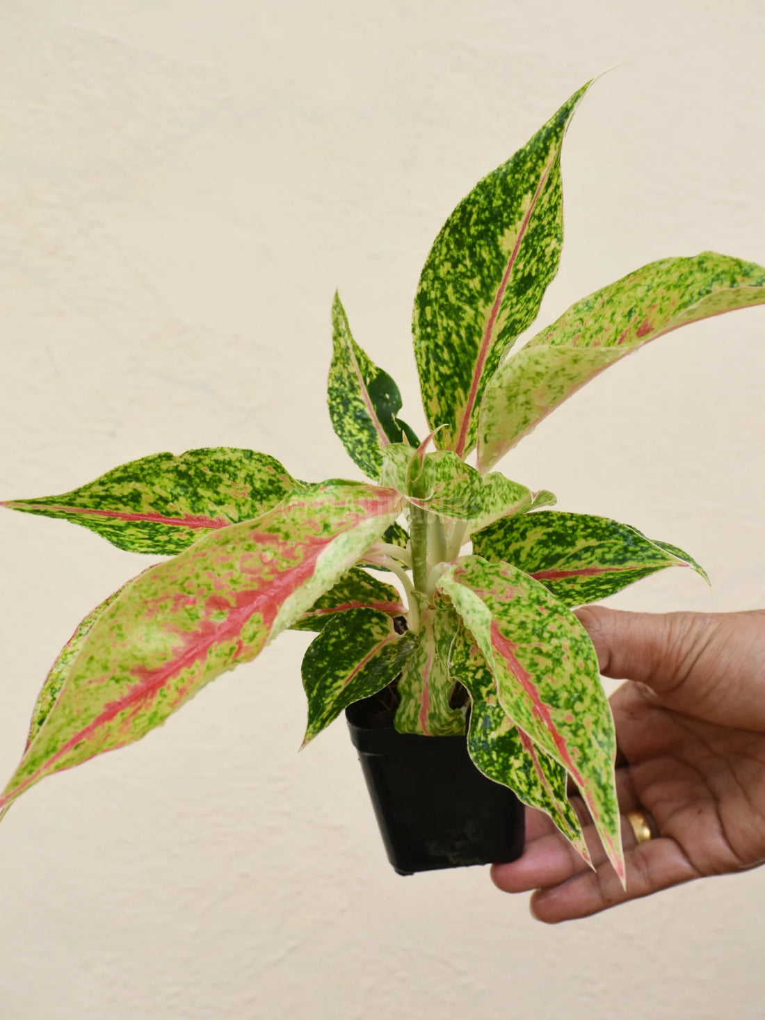 Aglaonema Night Sparkle - Ladybird Nursery
