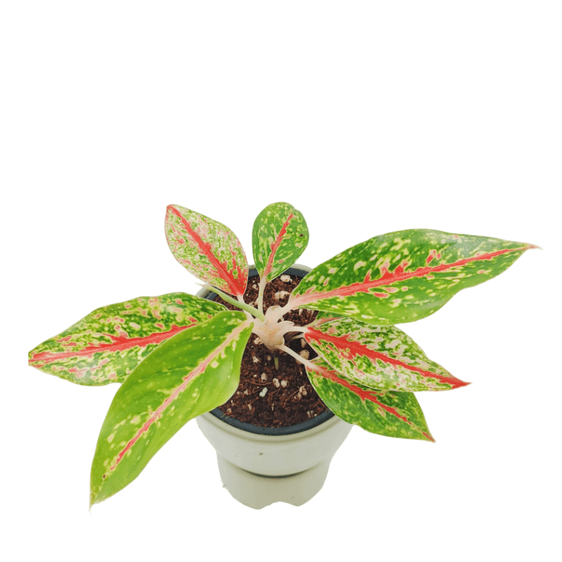 Aglaonema Night Sparkle