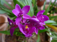 Ground Orchid Purple (Spathoglottis plicata) - Ladybird Nursery
