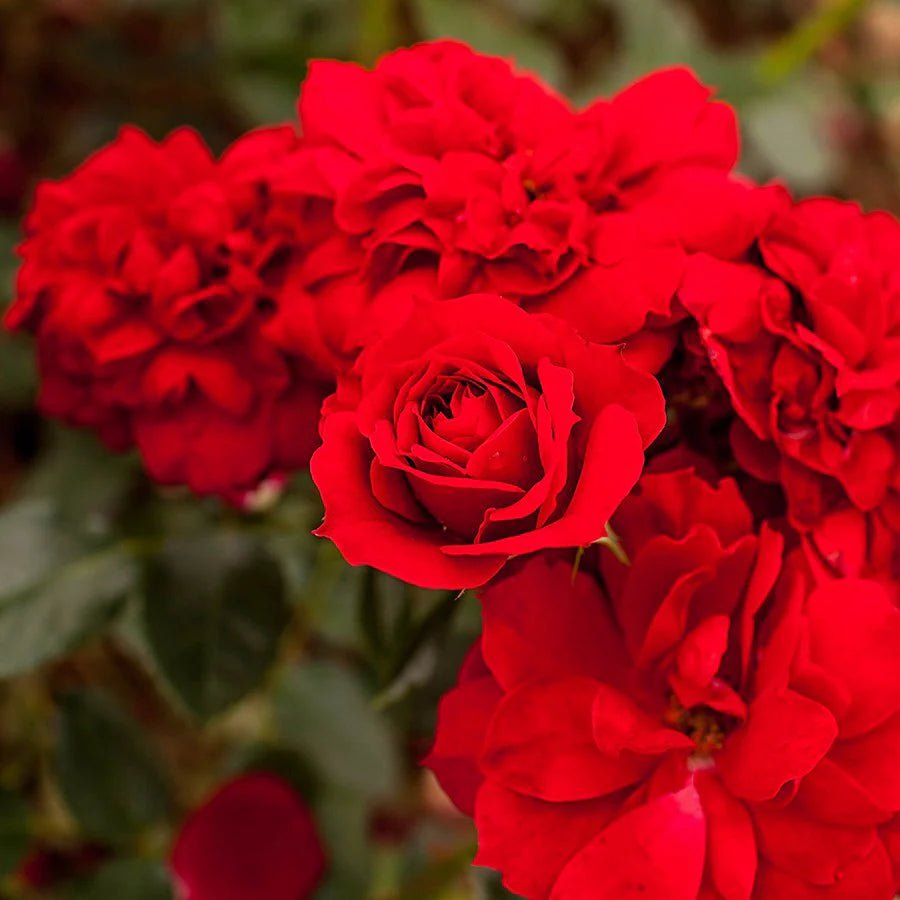 Rose Satchmo (Rosa) - Ladybird Nursery
