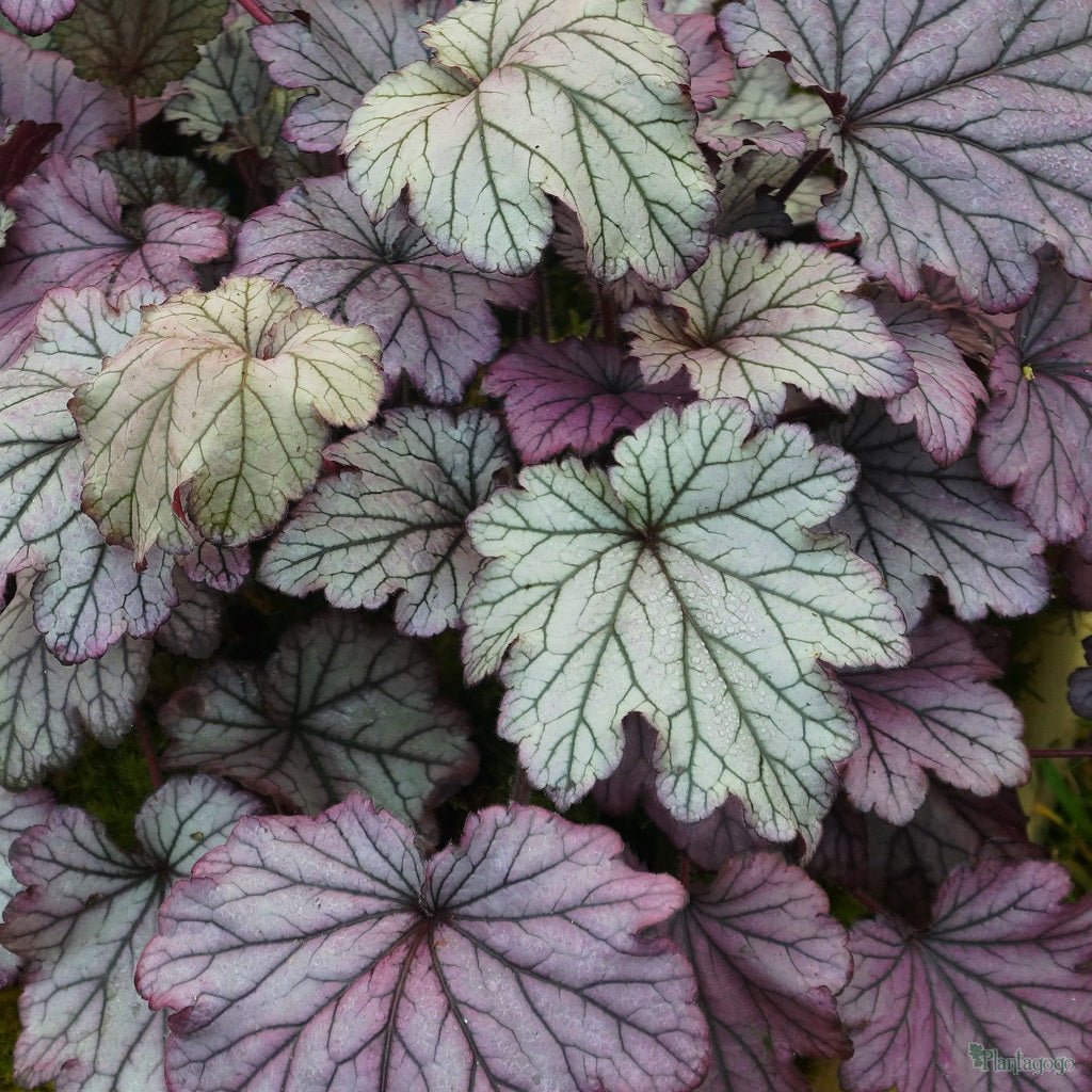 Heuchera Spellbound - Ladybird Nursery
