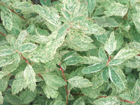 Spirea vanhouttei Pink Ice (Spiraea x) - Ladybird Nursery