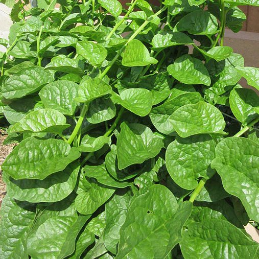 Spinach 'Malabar' (Ceylon) - Ladybird Nursery
