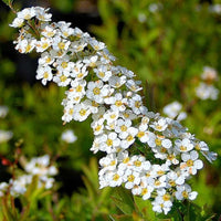 Spirea Single White May (Spiraea)
