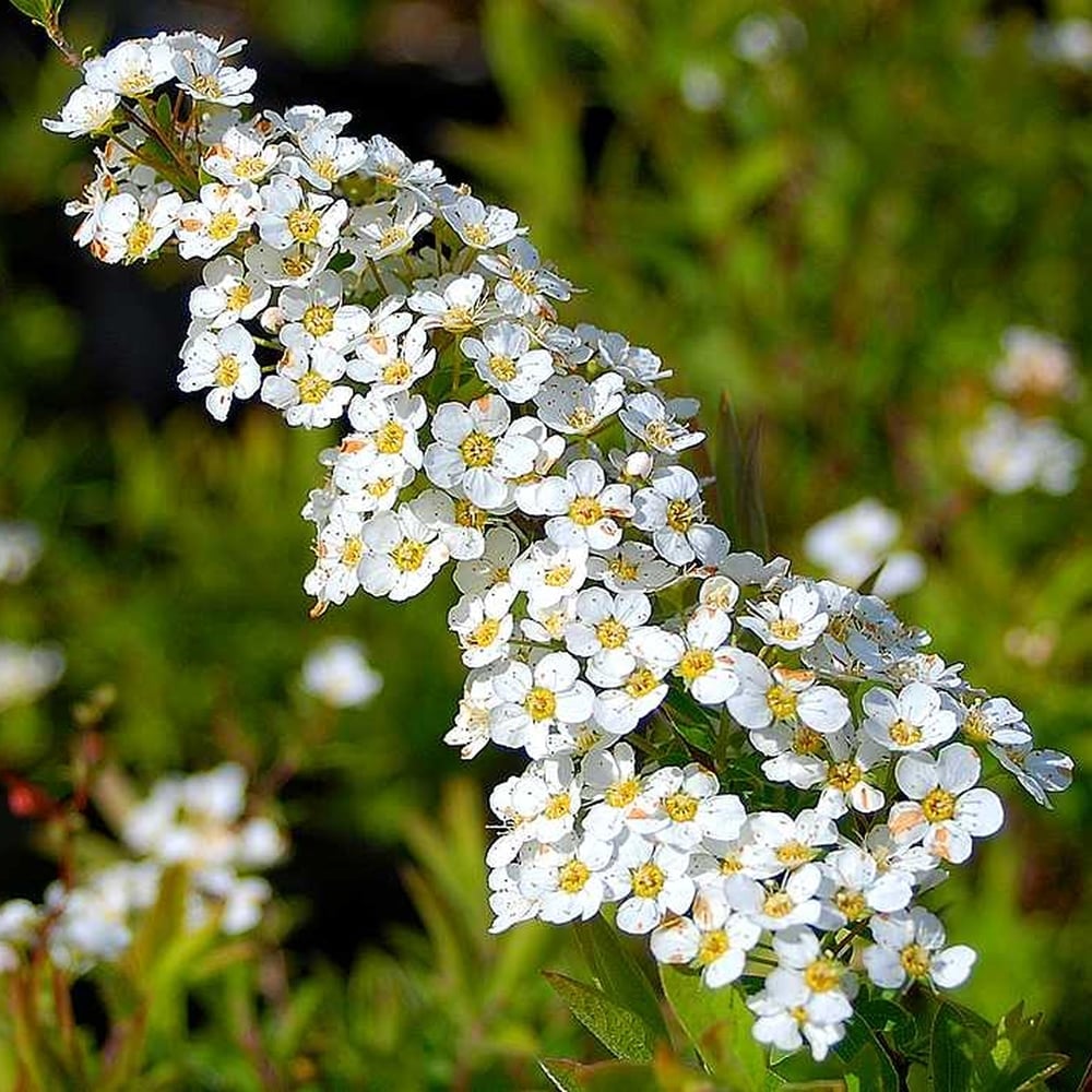 Spirea Single White May (Spiraea) - Ladybird Nursery
