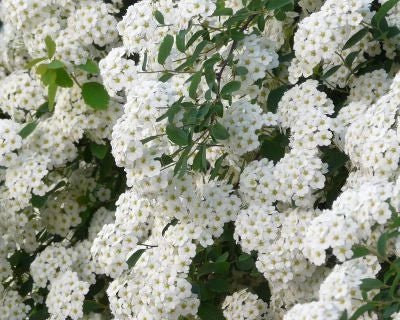 Hebe Coconut Ice - Ladybird Nursery