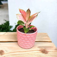 aglaonema spitfire Aglaonema Spitfire Plant – Buy Now! – Ladybird Nursery