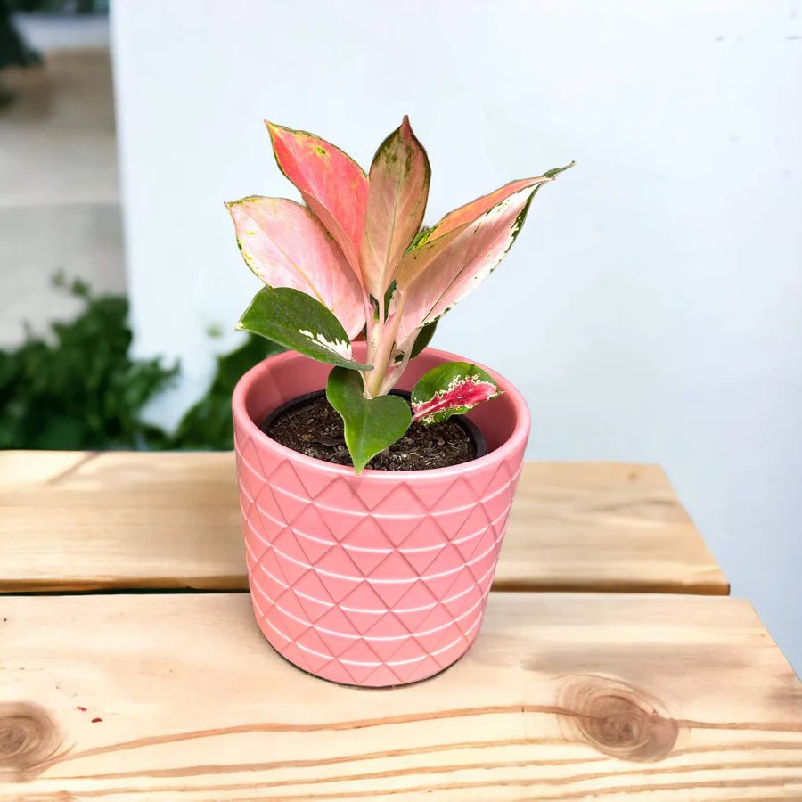 Aglaonema Spitfire - Ladybird Nursery