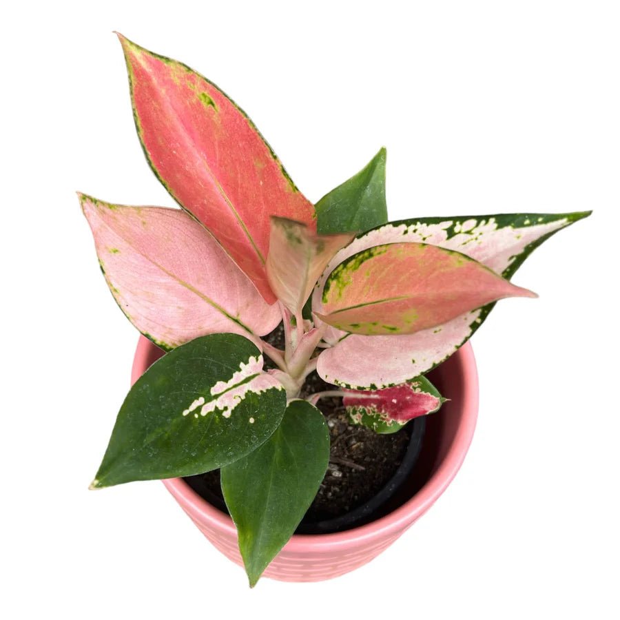 Aglaonema Spitfire - Ladybird Nursery