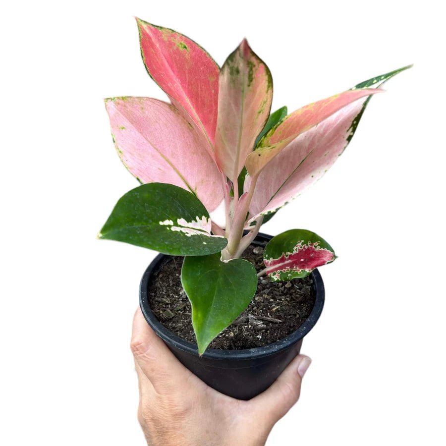 Aglaonema Spitfire - Ladybird Nursery