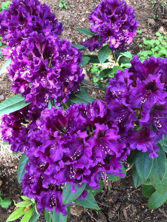 Azalea Purple Splendor