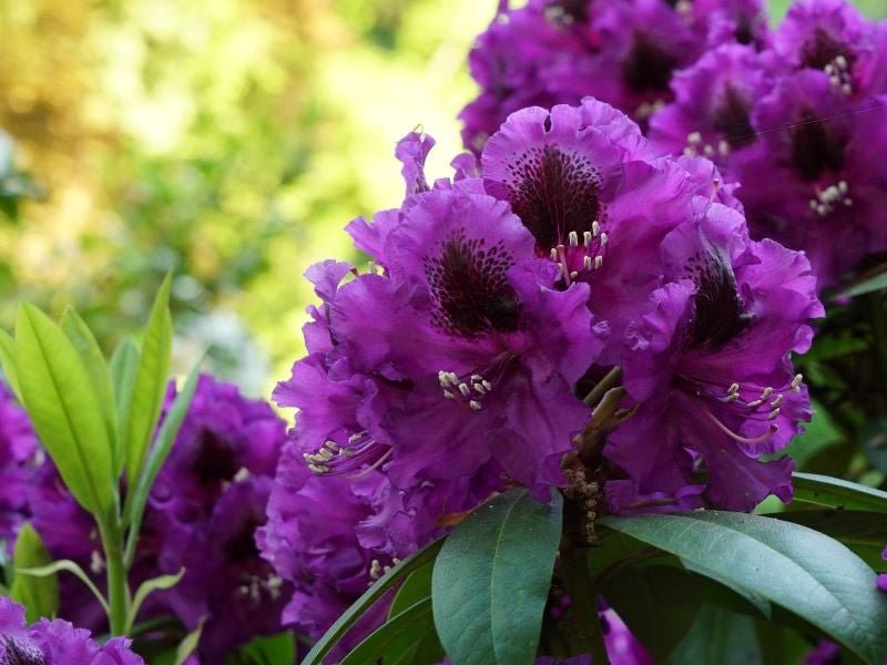 Azalea Purple Splendor - Ladybird Nursery