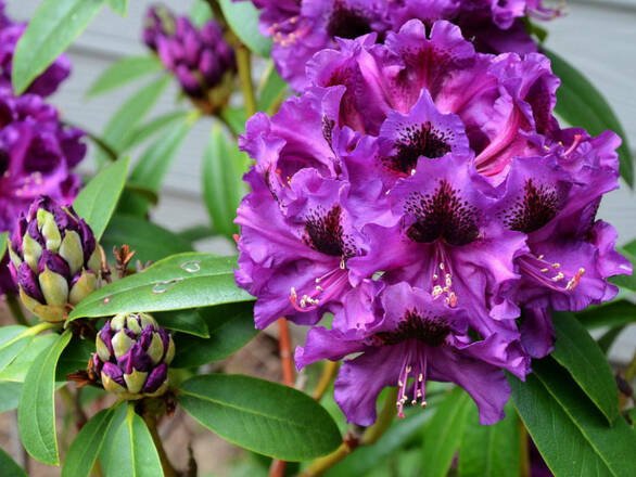 Azalea Purple Splendor - Ladybird Nursery
