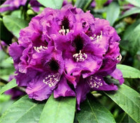 Azalea Purple Splendor