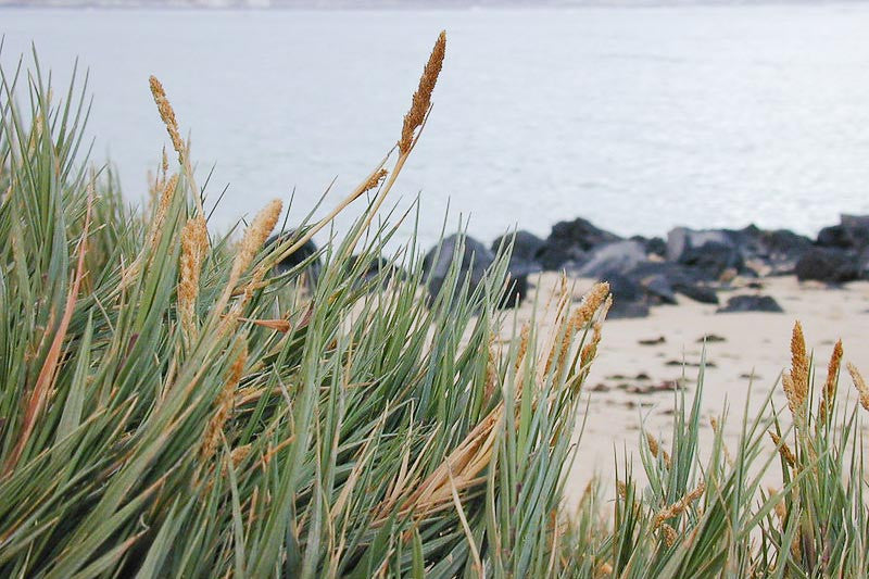Seashore Dropseed (Sporobolus virginicus)