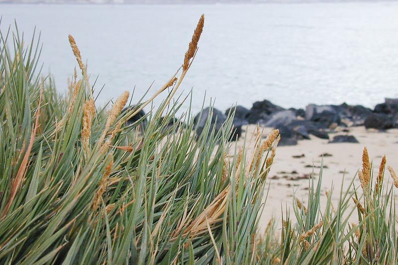 Seashore Dropseed (Sporobolus virginicus) - Ladybird Nursery