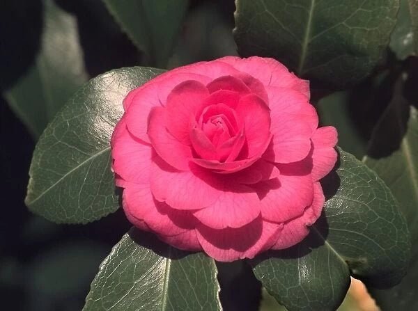 Camellia Contemplation (Camellia) - Ladybird Nursery