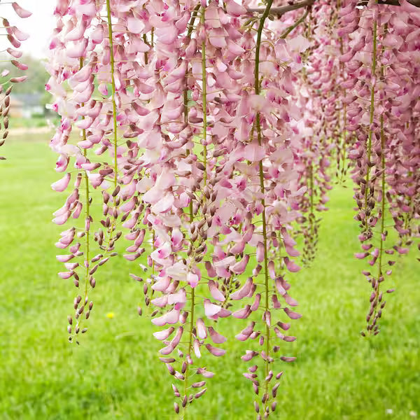 Japanese Wisteria Kuchi-Beni (Wisteria floribunda)