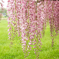 Japanese Wisteria Kuchi-Beni (Wisteria floribunda)