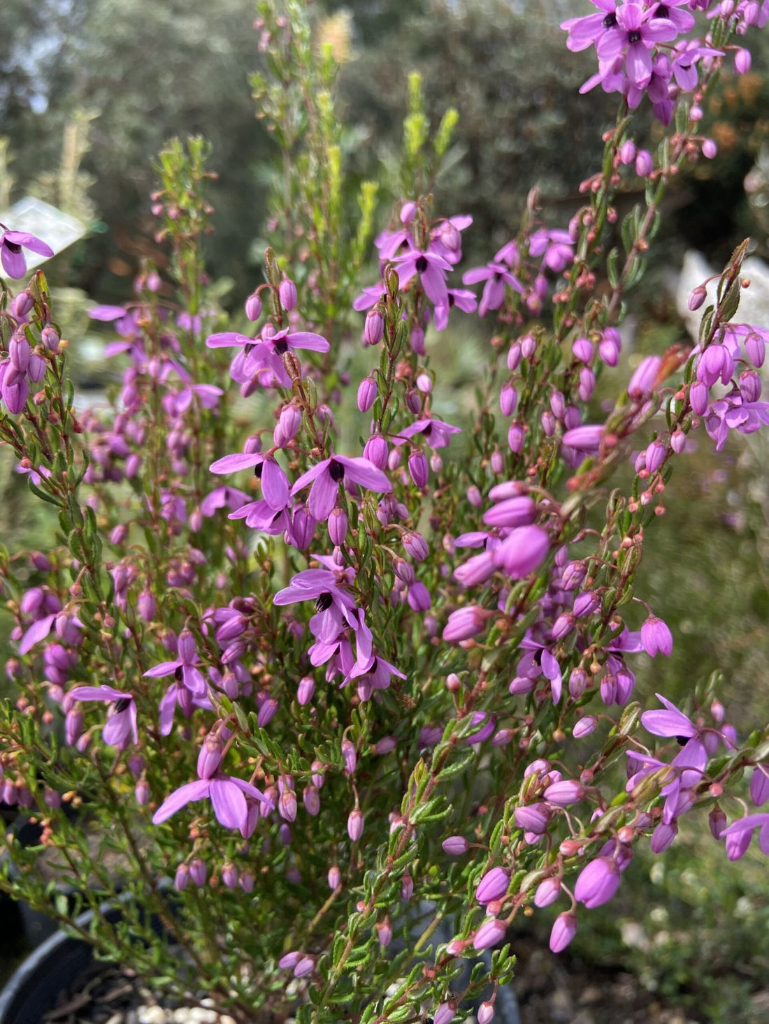 Tetratheca 'Spring Cheer' (Tetratheca ciliata) - Ladybird Nursery