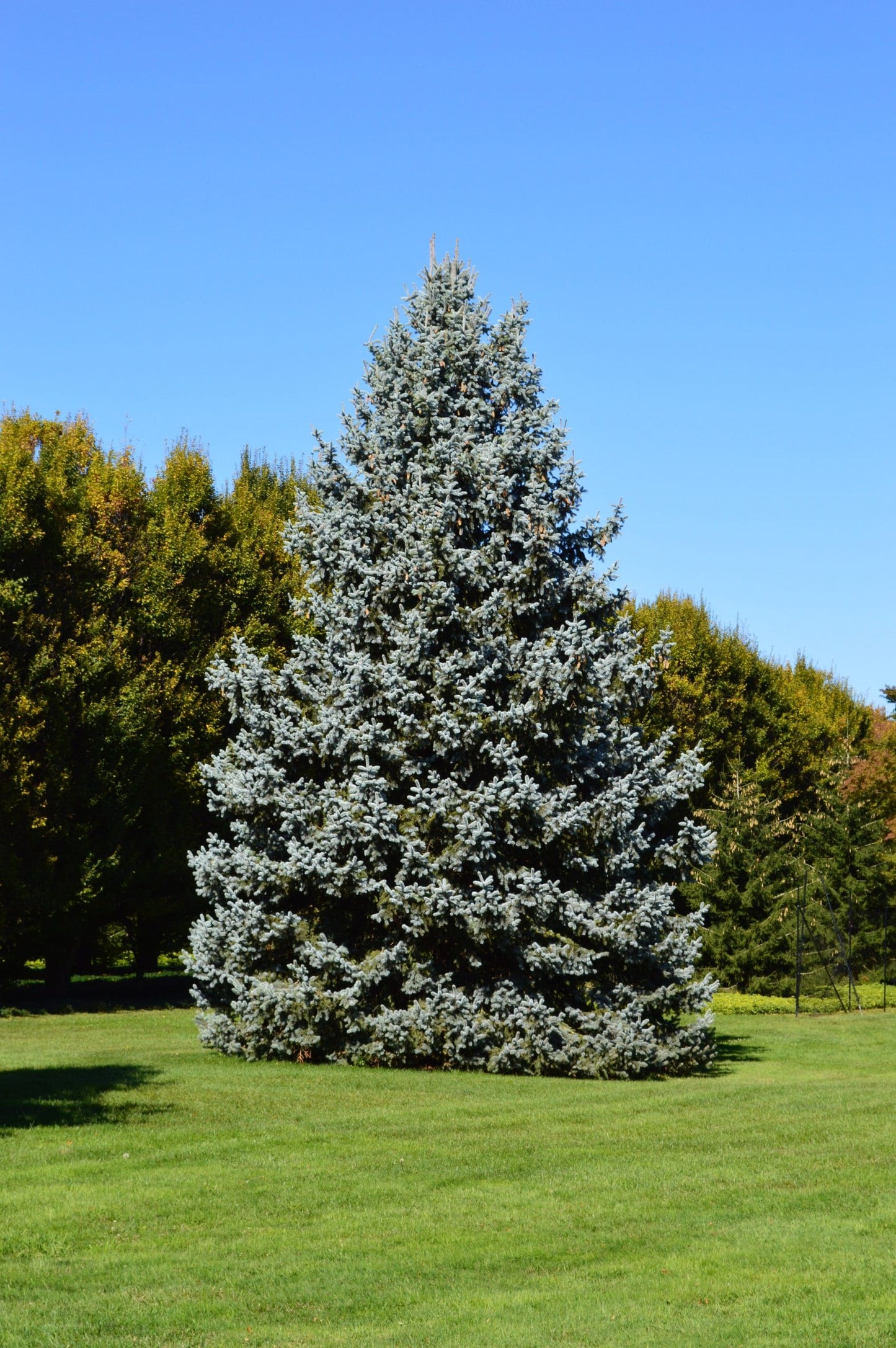 Blue Spruce Glauca (Picea pungens)