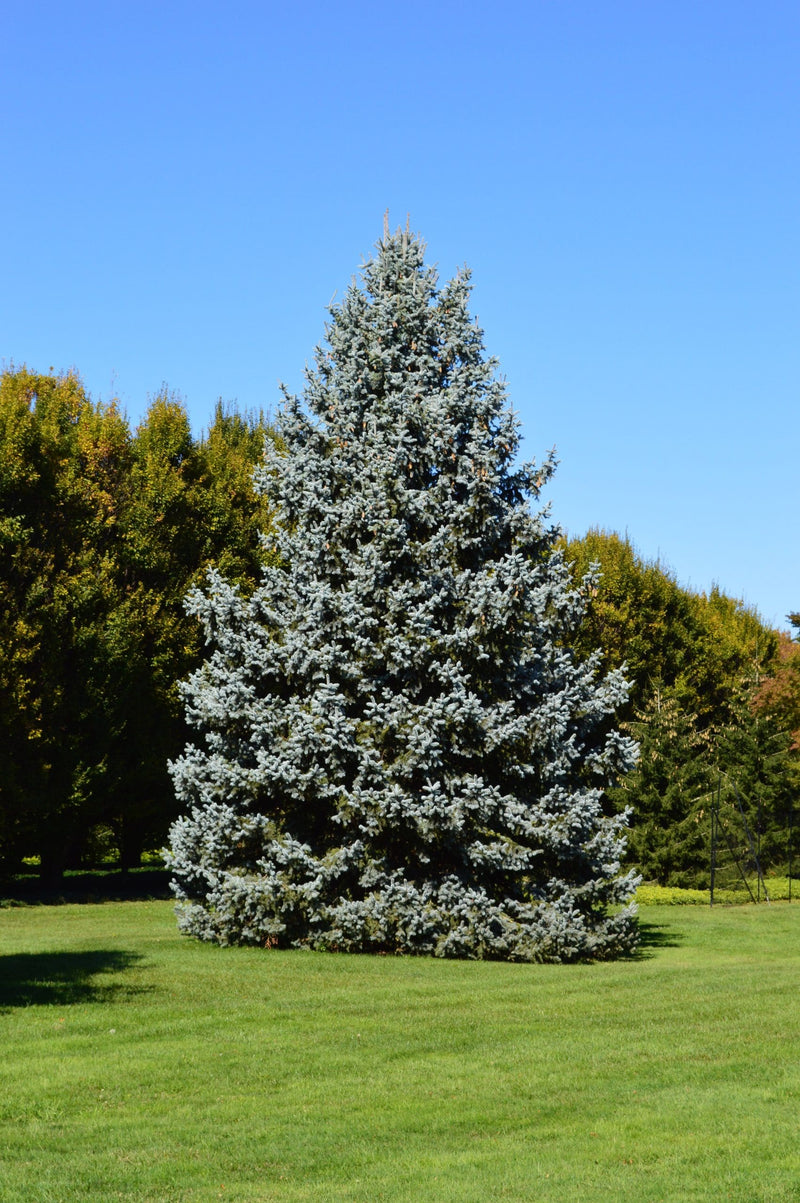 Blue Spruce Glauca (Picea pungens)
