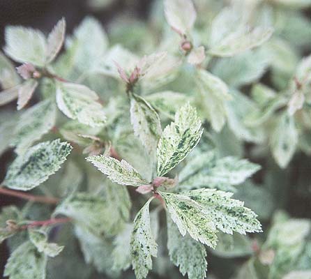 Spirea vanhouttei Pink Ice (Spiraea x) - Ladybird Nursery