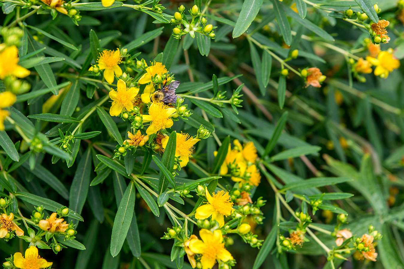 St. John's Wort Tricolour (Hypericum moserianum) - Ladybird Nursery