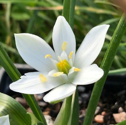 Star of Bethlehem Multi planted (Ornithogalum)