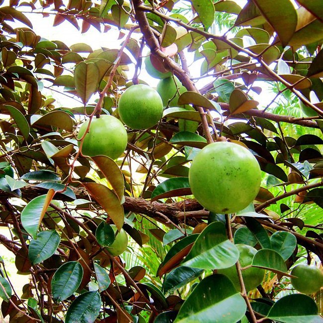 Star apple Green