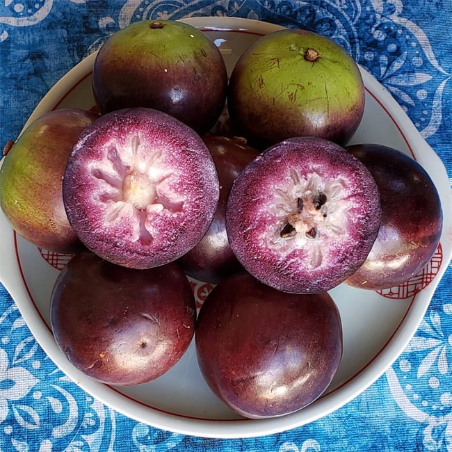 Star apple Grimal Grafted - Ladybird Nursery