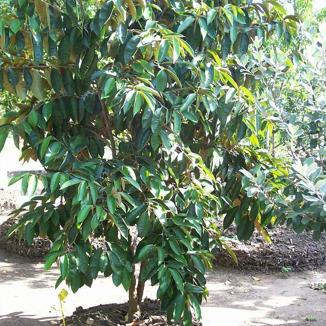 Star apple Newcomb Grafted - Ladybird Nursery