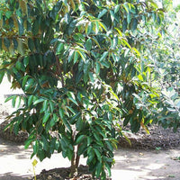 Star apple Newcomb Grafted